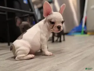 French Bulldog dogs Twix - Ad 35