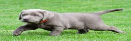 Labrador Retriever dogs for sale: Skittles - Ad 8