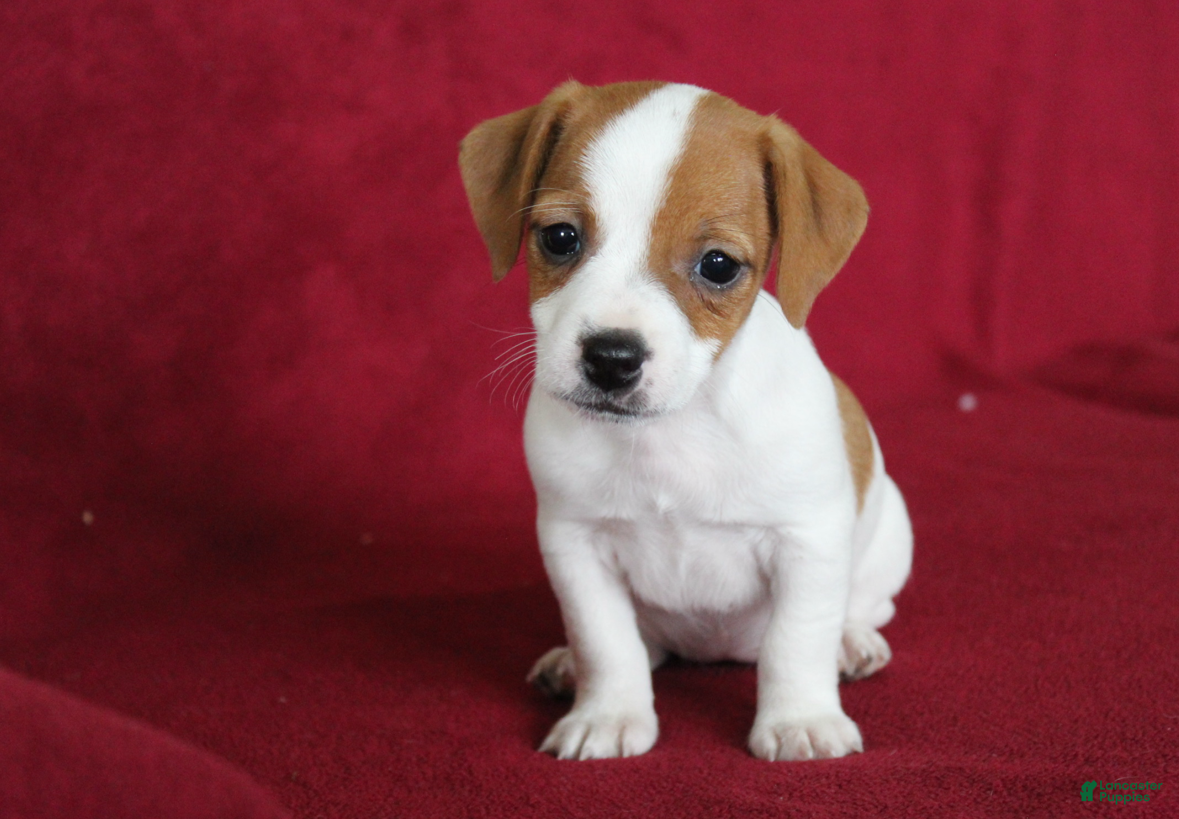 Jack Russell Terrier Puppies for sale in Ohio Lancaster Puppies