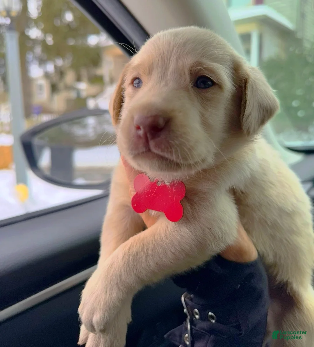 Labrador Retriever dogs for sale: Labrador Retriever Puppy 1 - Ad 11