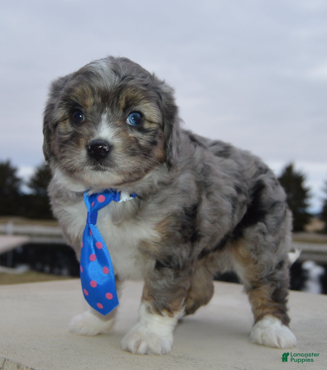 Mini Aussiedoodle dogs for sale: Mini Auggie - Ad 8