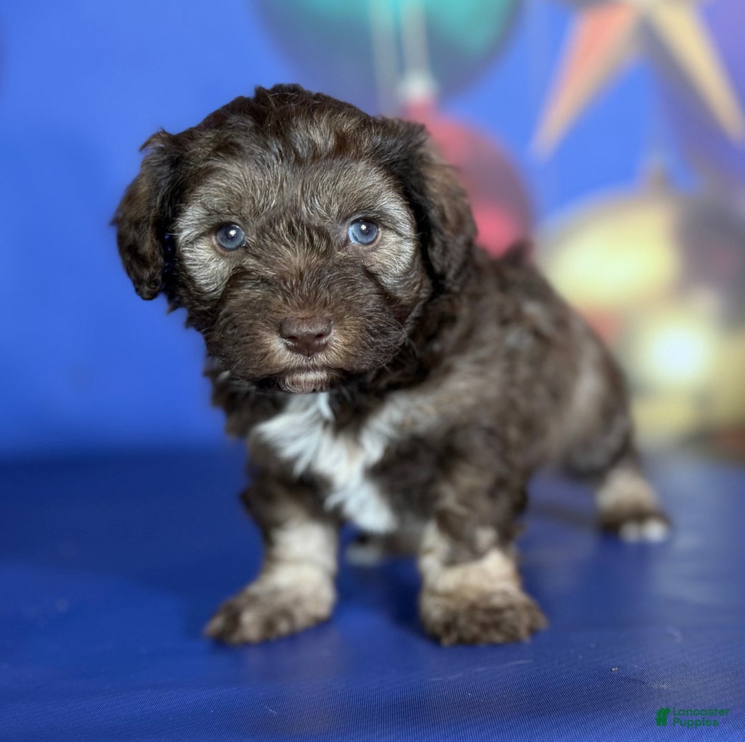 Mixed Breed dogs for sale: Blitzen - Ad 4