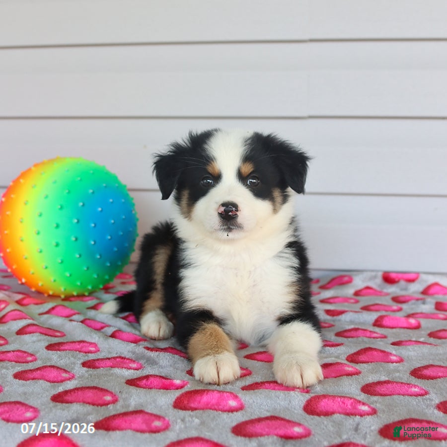 Miniature Australian Shepherd dogs Arlo - Ad 1