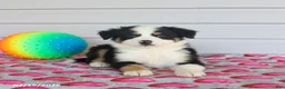 Miniature Australian Shepherd dogs for sale: Arlo - Ad 1