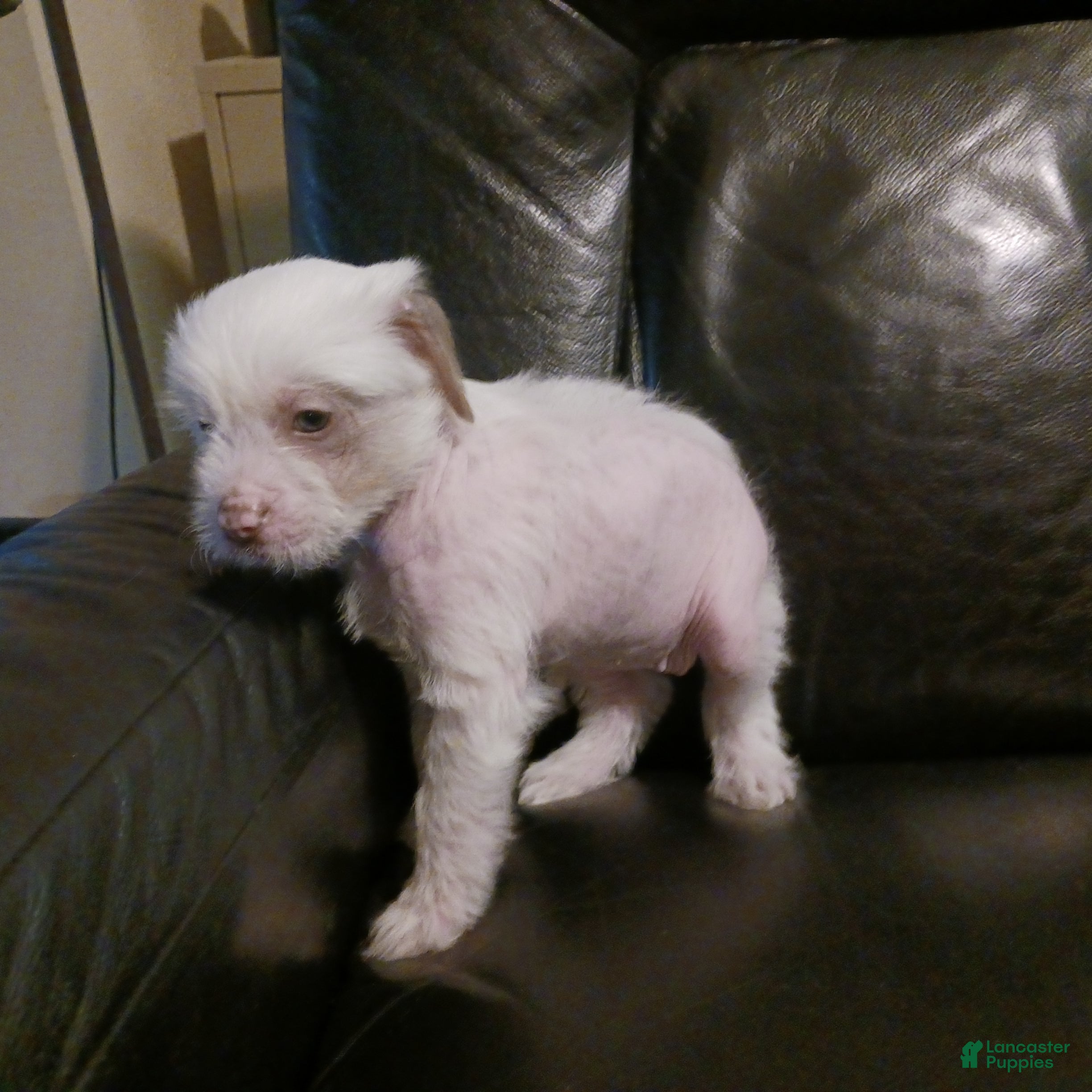 Chinese Crested dogs Zara - Ad 2
