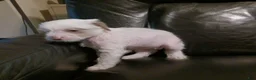 Chinese Crested dogs for sale: Zippy - Ad 14