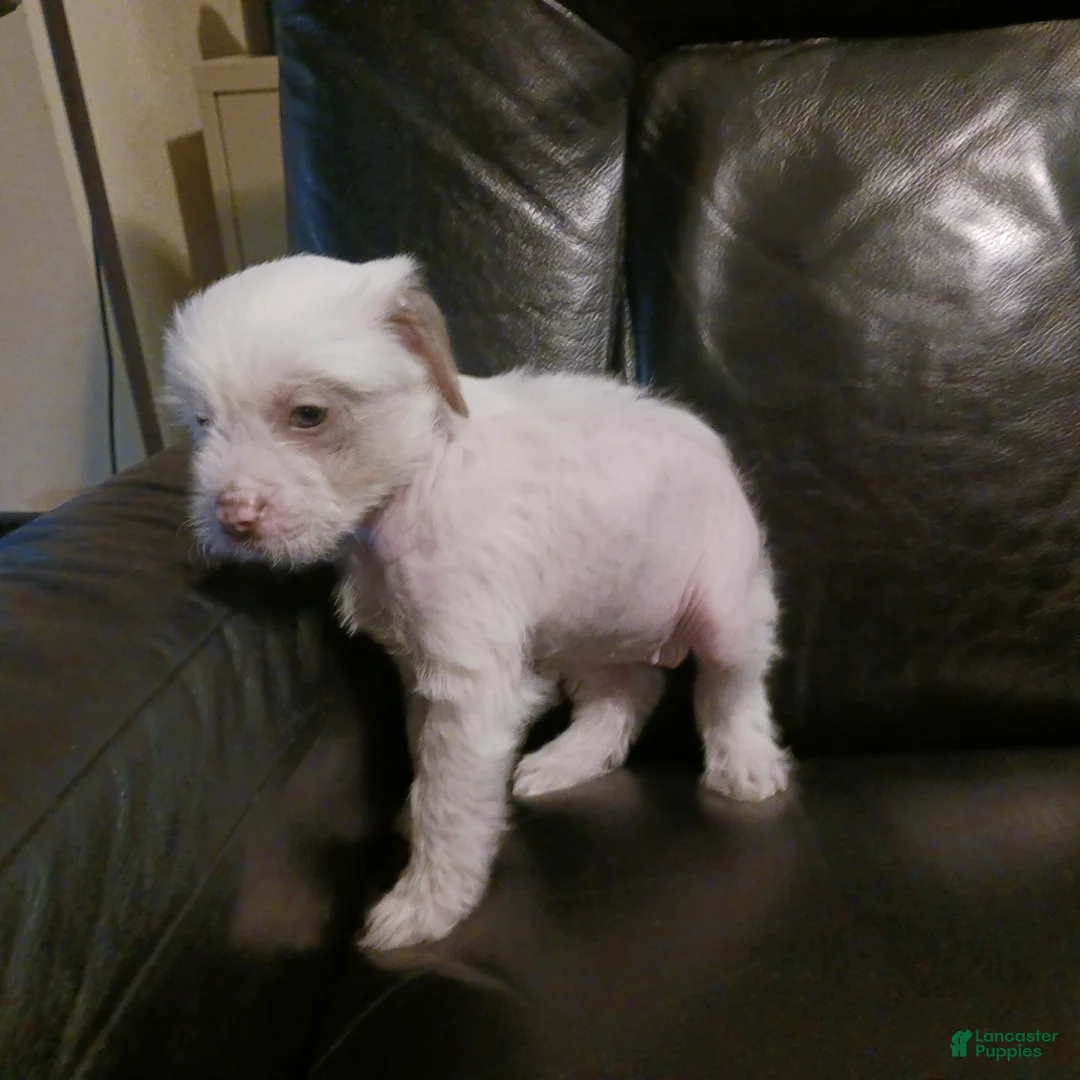 Chinese Crested dogs for sale: Zippy - Ad 14