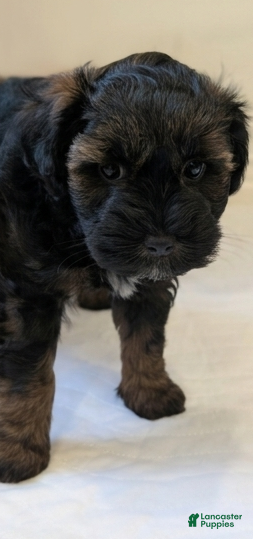 Miniature Schnauzer dogs Rolo - M - Ad 1