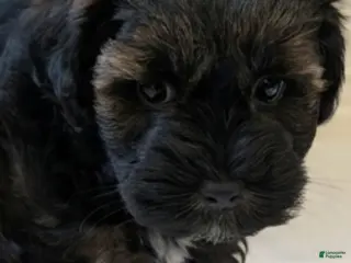 Miniature Schnauzer dogs for sale: Rolo - M - Ad 3