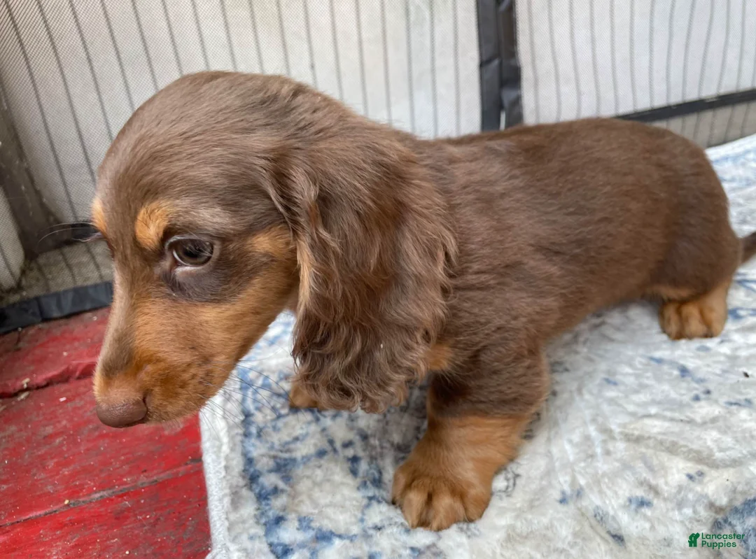 Miniature Dachshund dogs for sale: Girl 1 - Ad 3