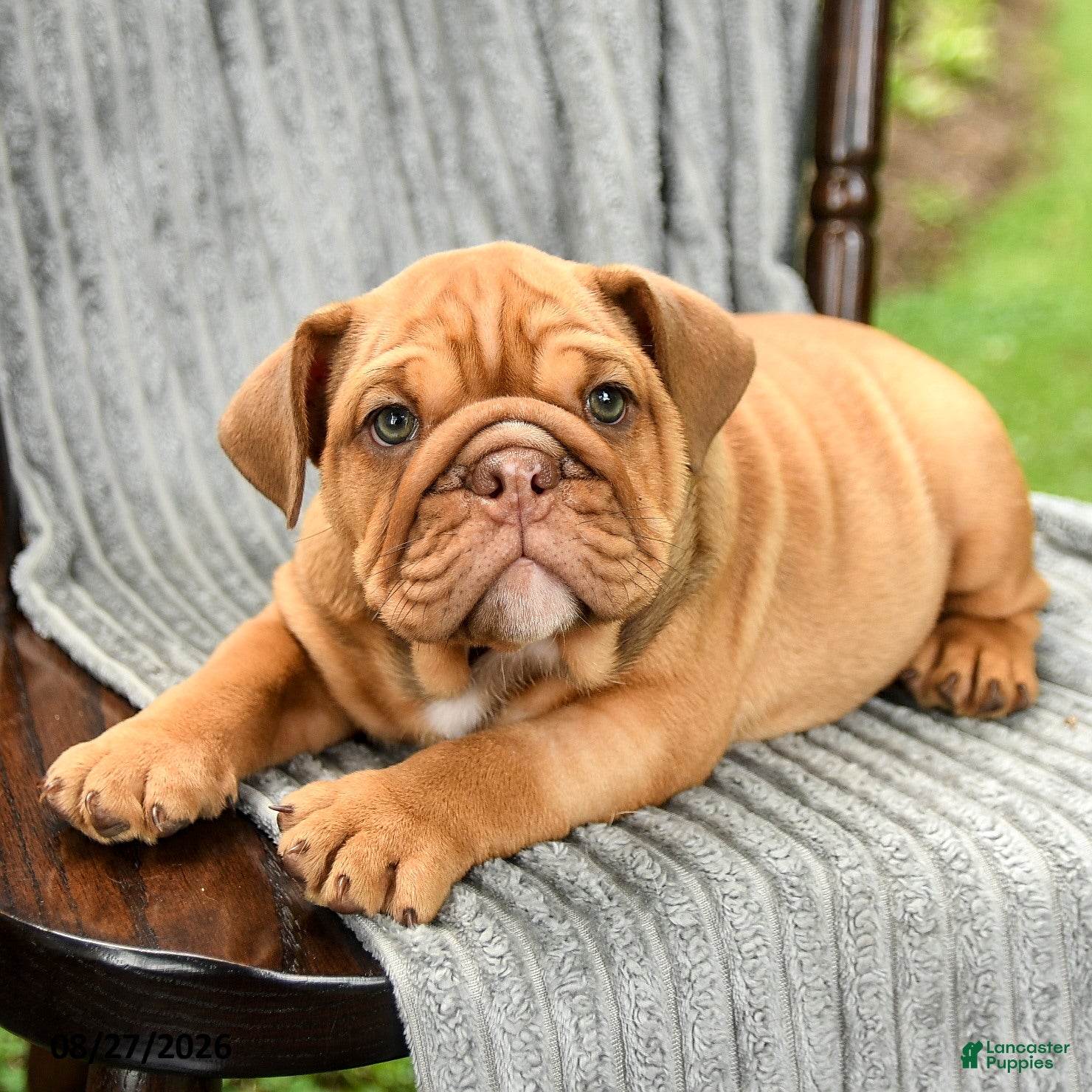 English Bulldog dogs Winslow - Ad 2