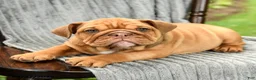 English Bulldog dogs for sale: Winslow - Ad 2