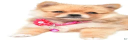 Pomeranian dogs for sale: Sadie - Ad 5