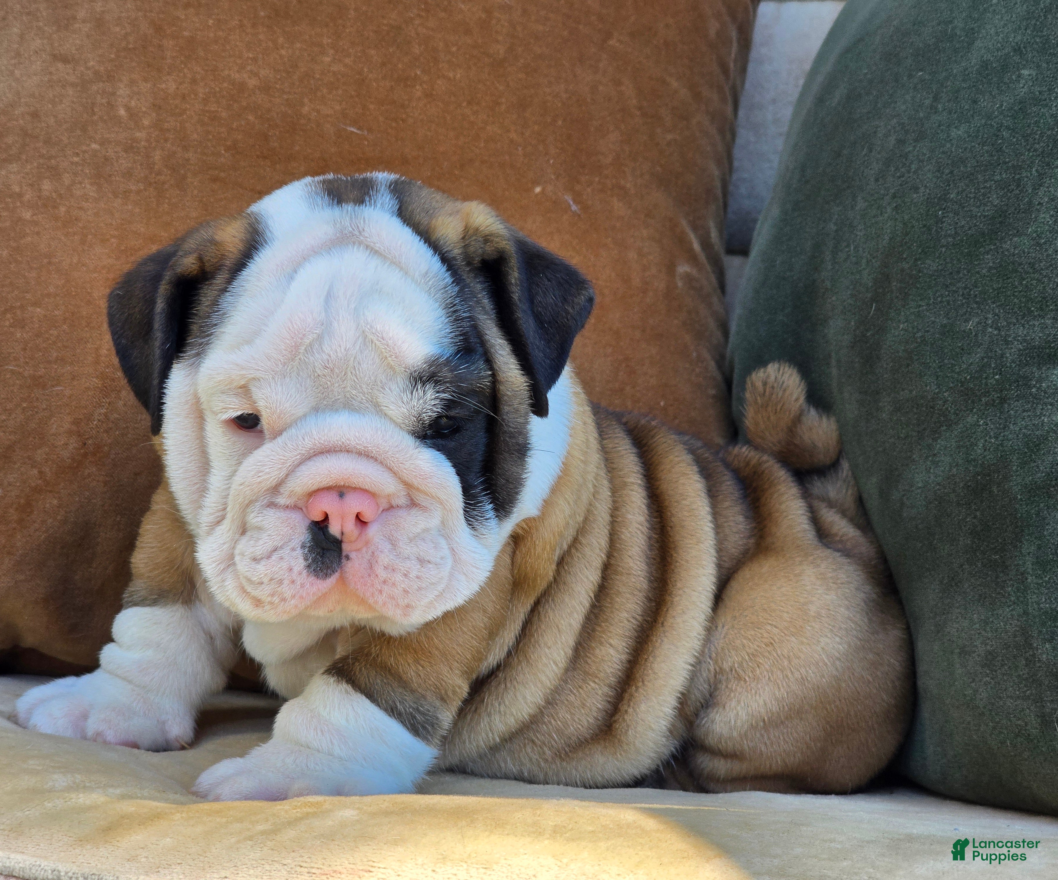 English Bulldog dogs Bandit - Ad 1