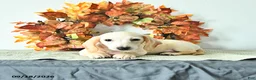 Miniature Dachshund dogs for sale: Milo - Ad 4