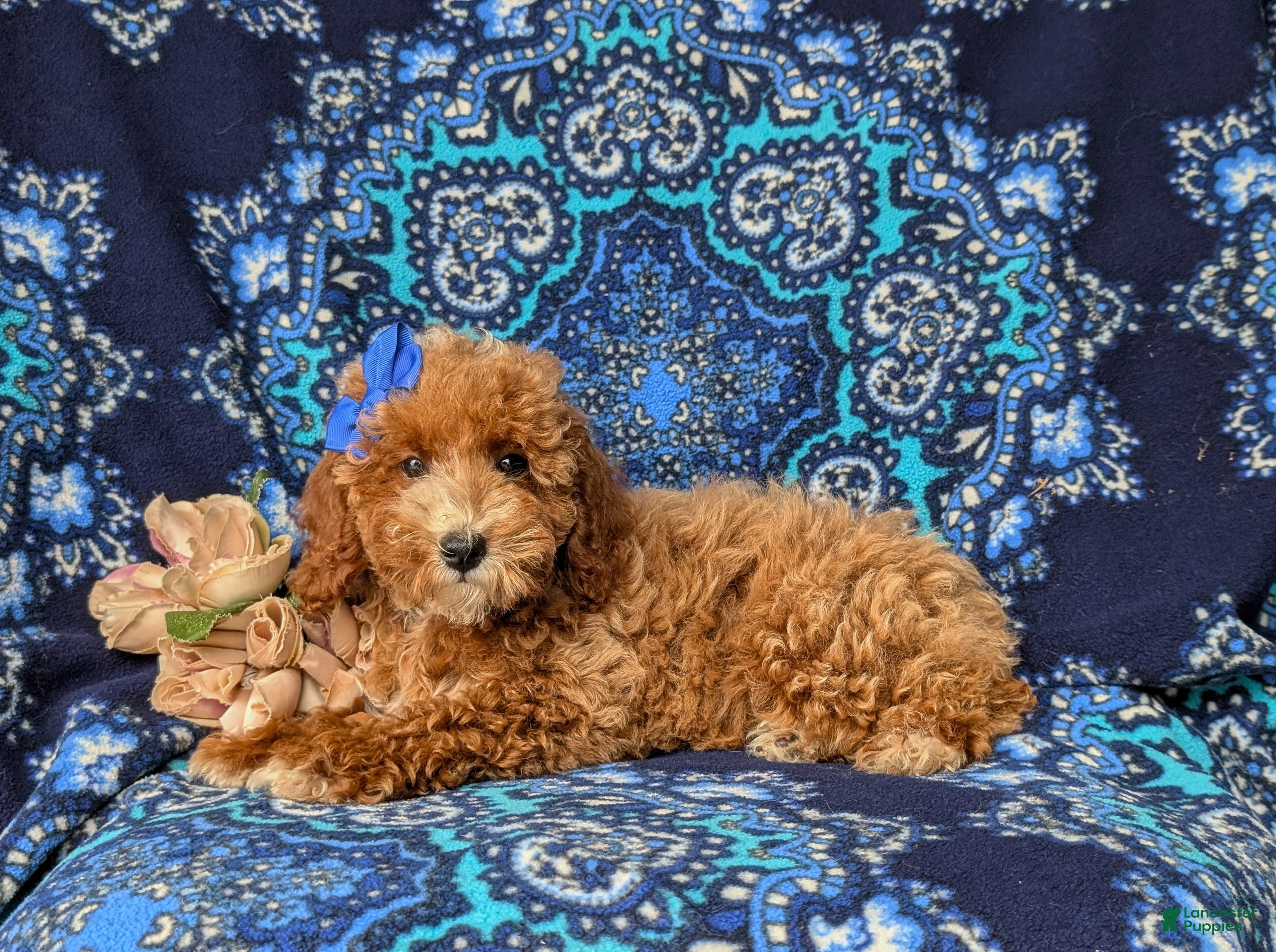 Miniature Poodle dogs Tamara - Ad 2