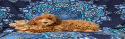 Miniature Poodle dogs for sale: Tamara - Ad 2