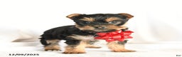 Yorkshire Terrier dogs for sale: Paisley - Ad 2