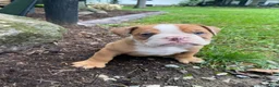 English Bulldog dogs for sale: Harley - Ad 11