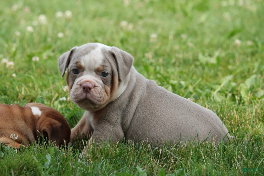 Olde English Bulldogge dogs for sale: Bluegates JOKER - Ad 1