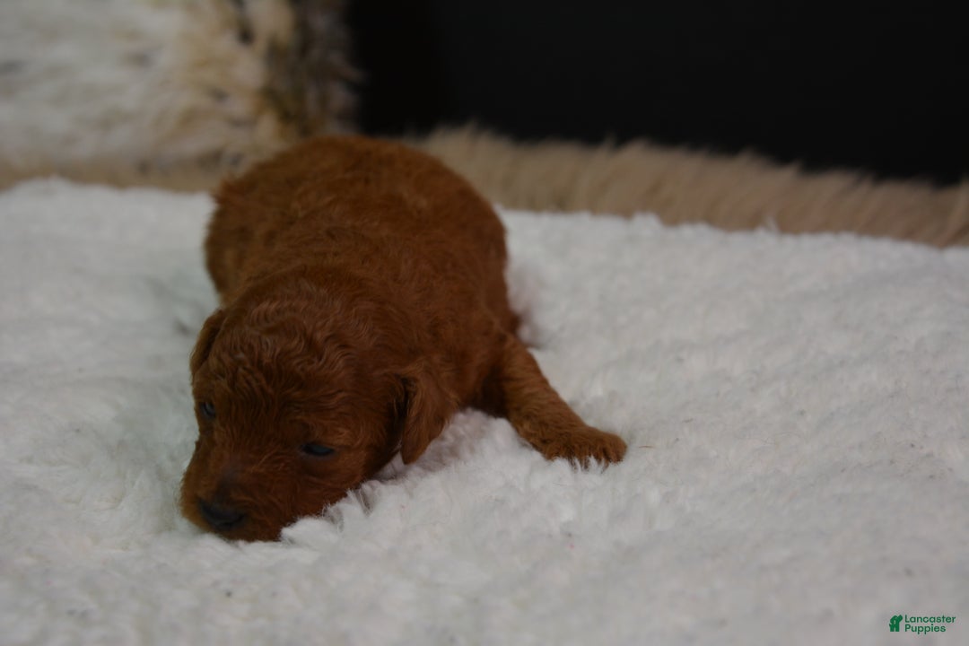 Toy Poodle dogs for sale: Toy Poodle Puppy 2 - Ad 2