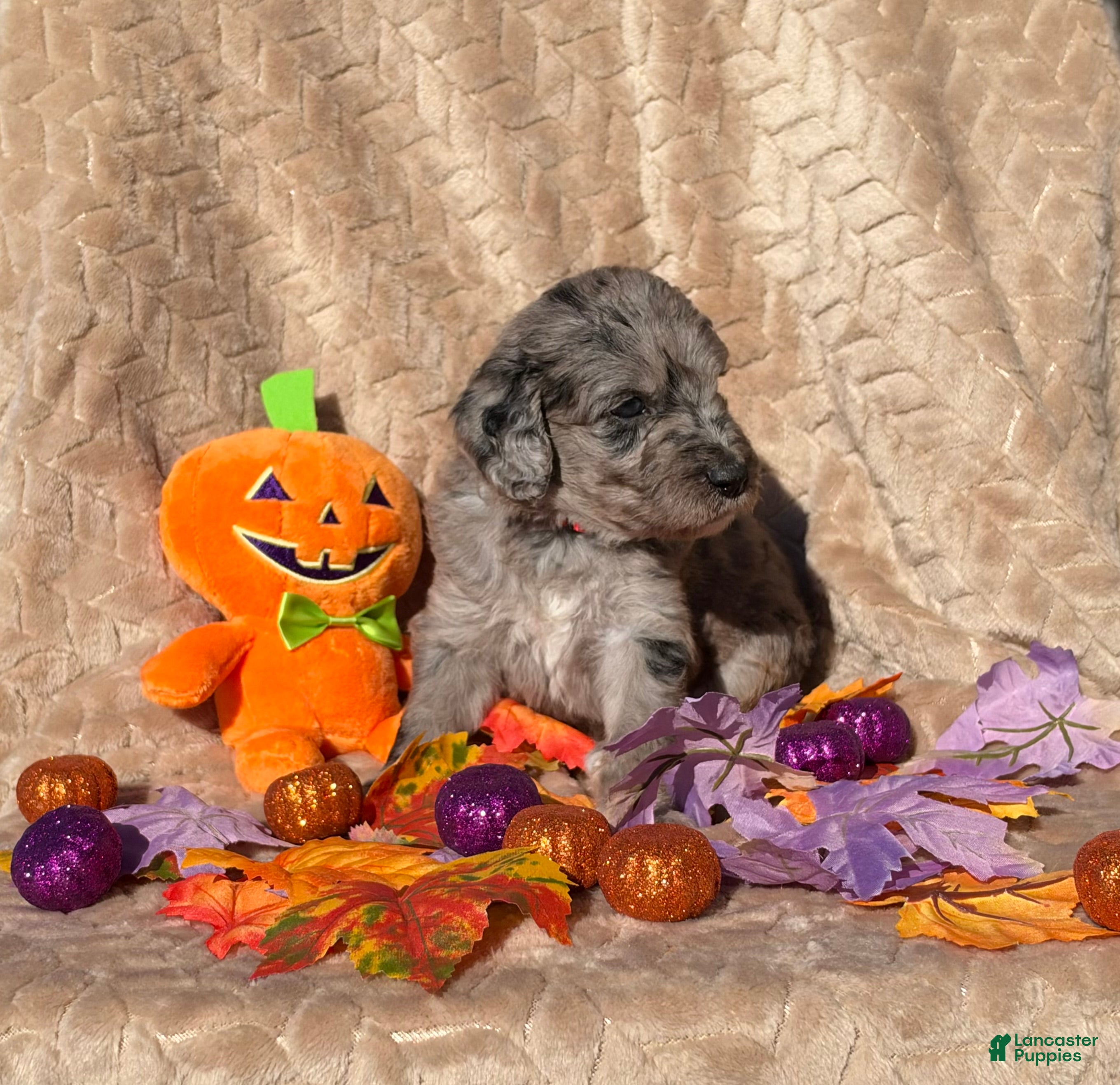 Labradoodle dogs Casper  - Ad 2
