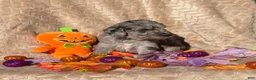 Labradoodle dogs for sale: Casper  - Ad 2