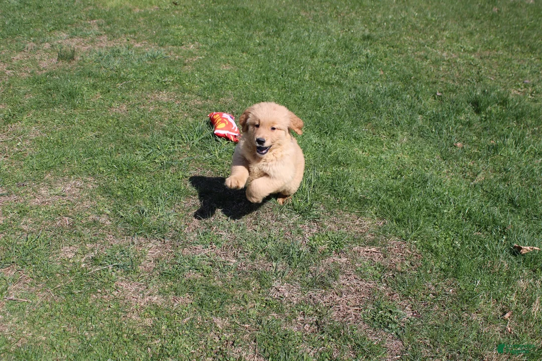 Golden Retriever dogs for sale: Cup - Ad 2