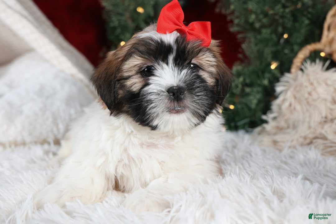 Shih Tzu dogs for sale: Joey - Ad 19
