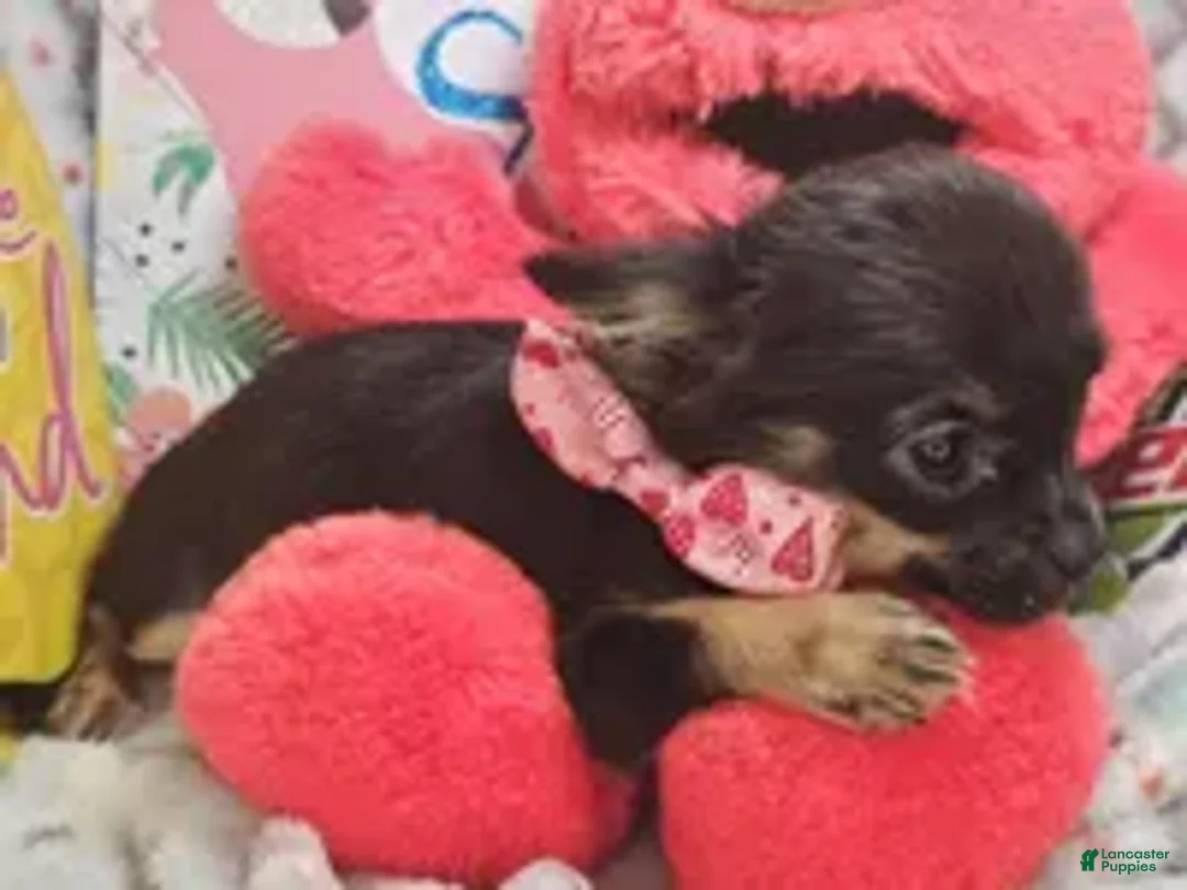 Chihuahua dogs for sale: Faith  (T-Cup) long-hair - Ad 2