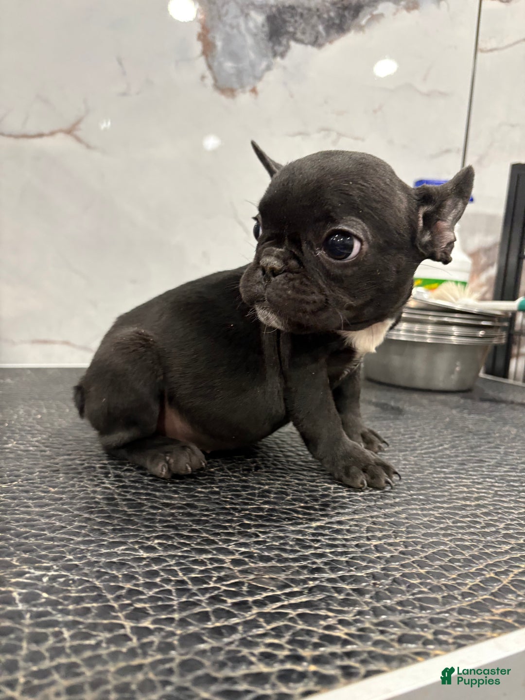 French Bulldog dogs for sale: Tiny - Ad 3