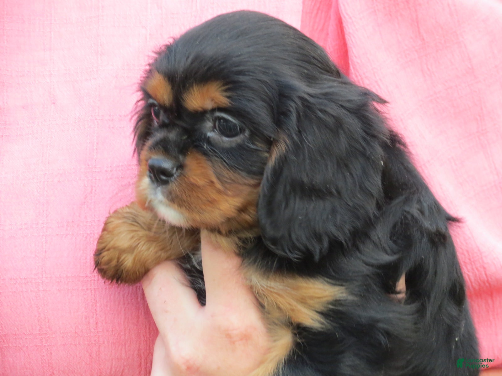 Cavalier King Charles Spaniel dogs Midnight - Ad 2