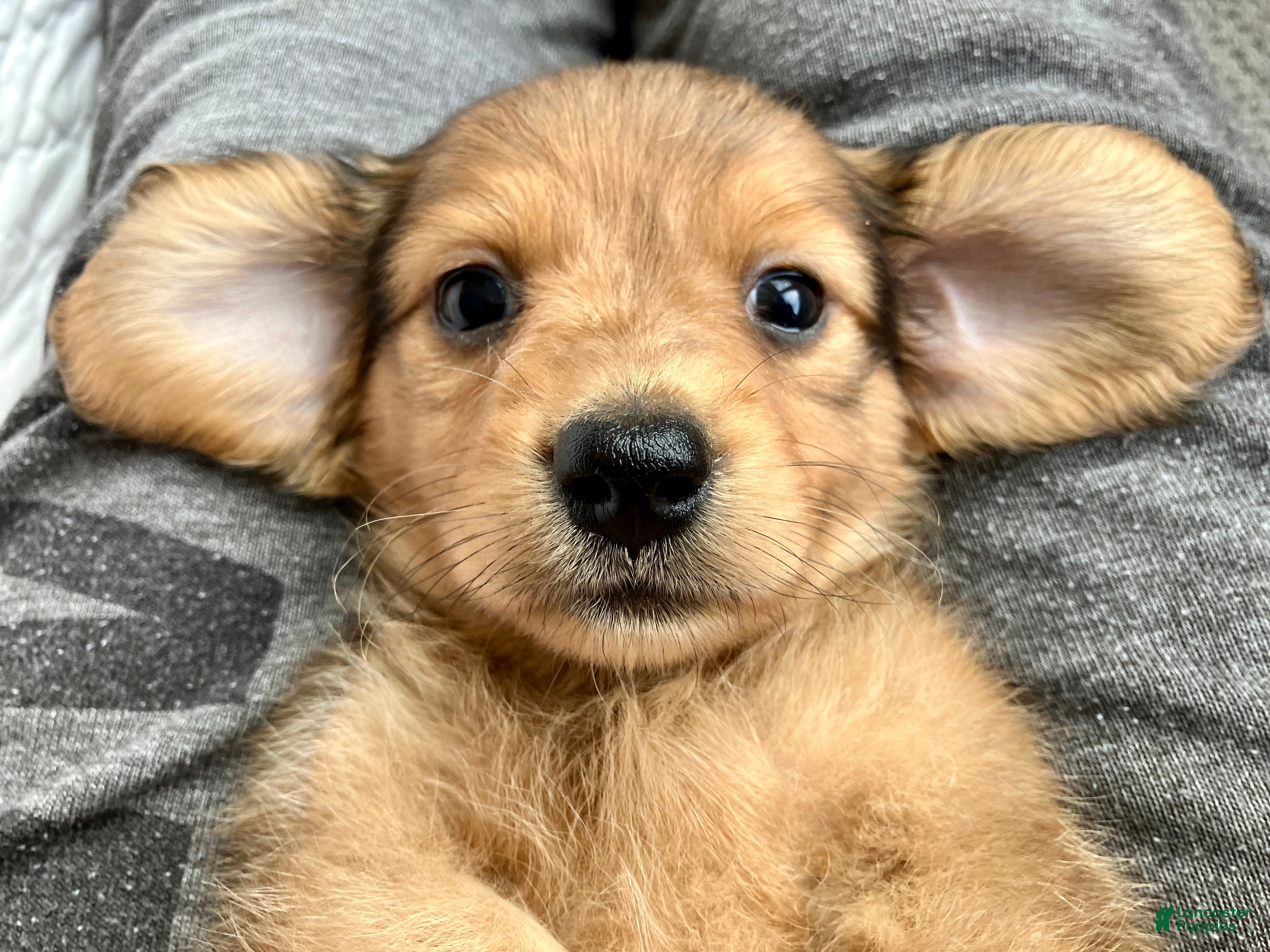 Miniature Dachshund dogs Coco Bean of St. Wiggles - Ad 1