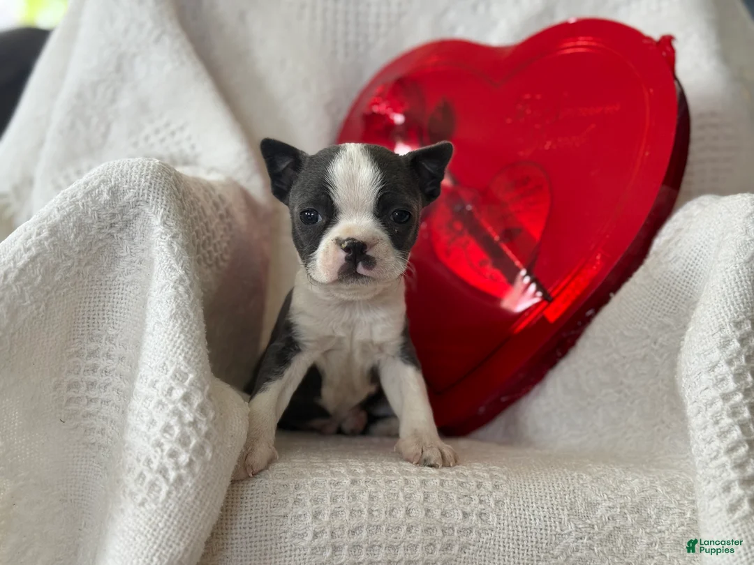 Boston Terrier dogs for sale: Robbie - Ad 5