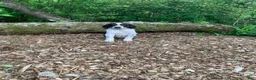 Mixed Breed dogs for sale: Star - Ad 2
