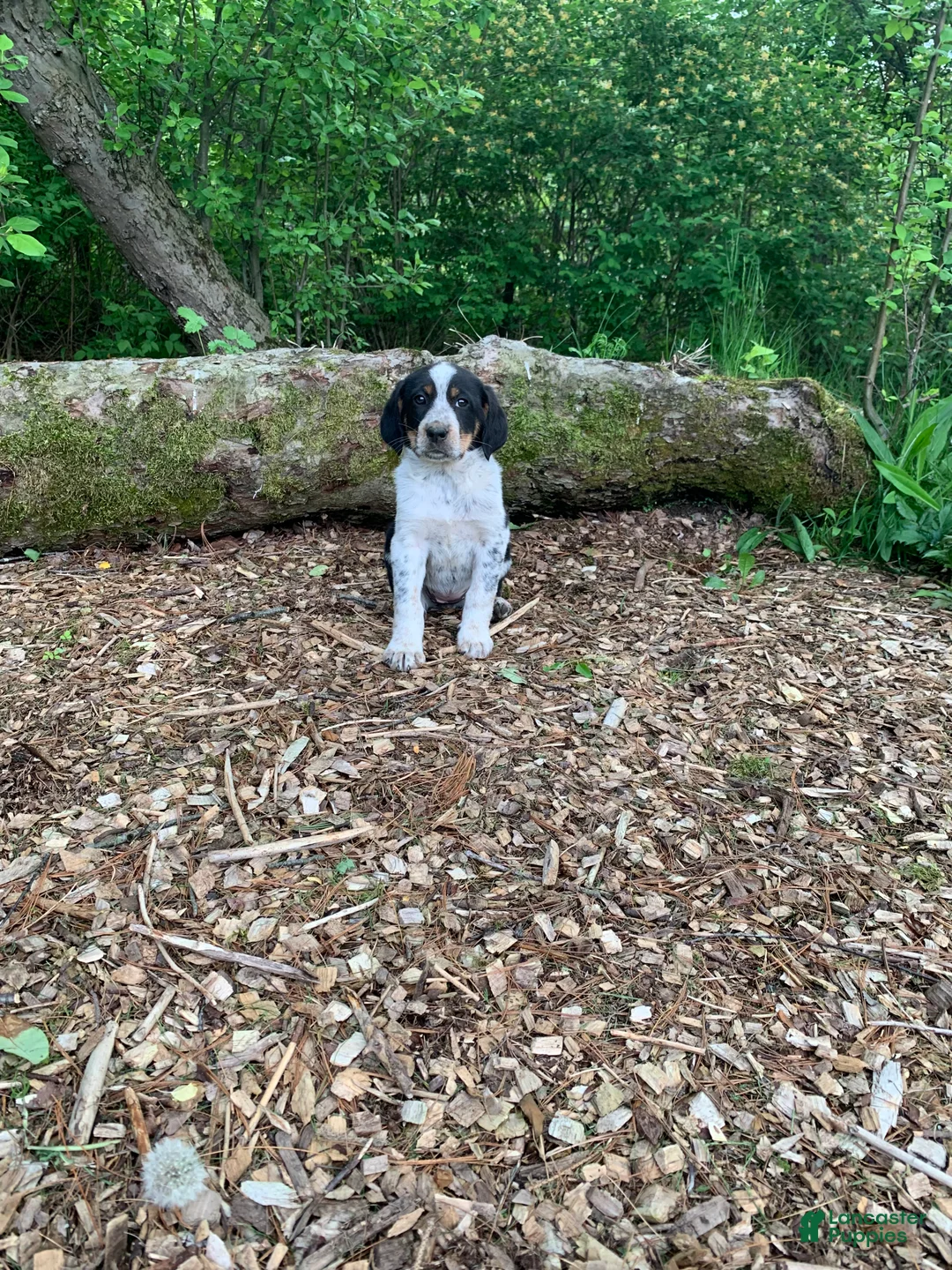 Mixed Breed dogs for sale: Star - Ad 2