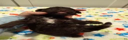 Miniature Poodle dogs for sale: MALLORY - Ad 4