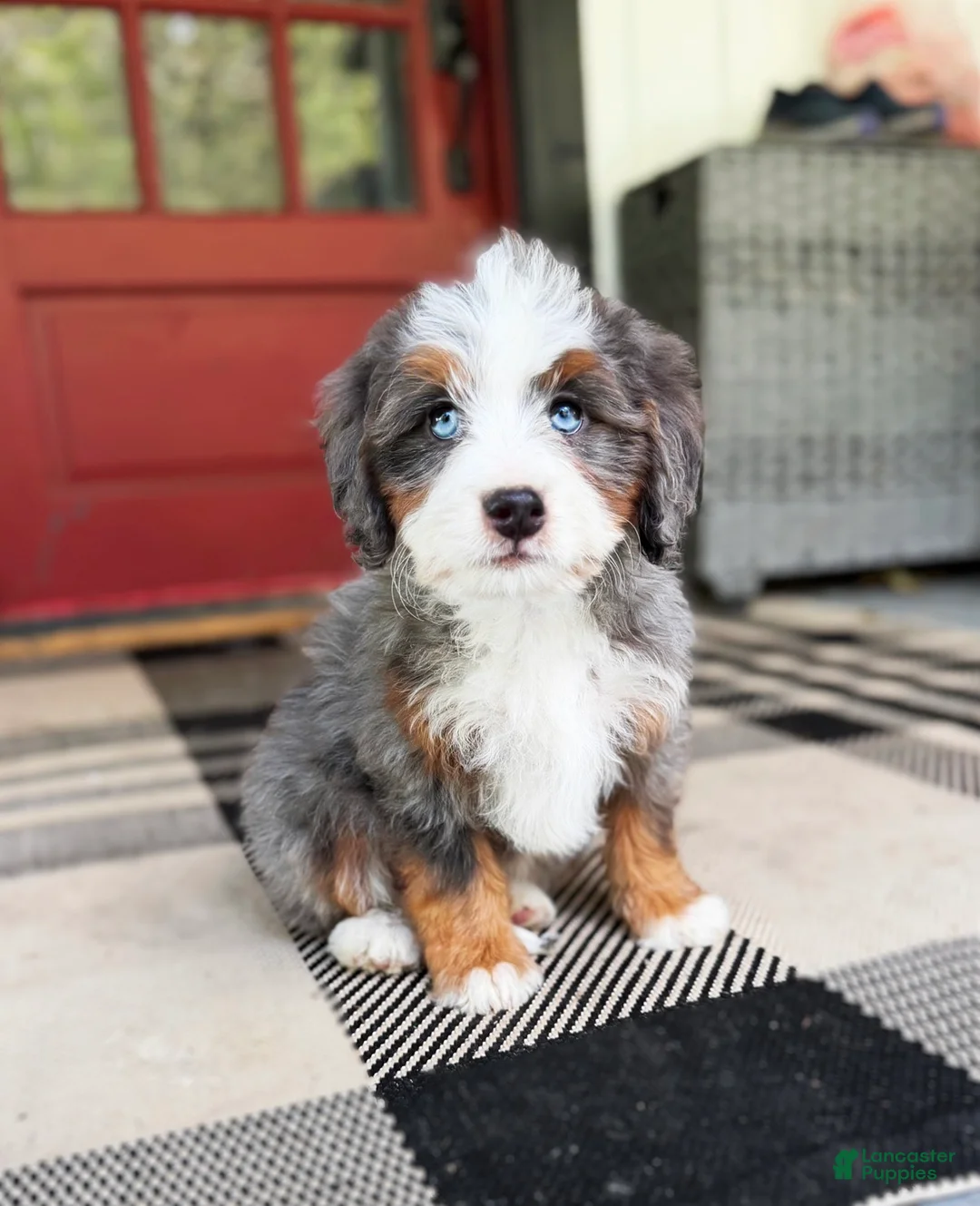 Mini Bernedoodle dogs for sale: Jessie - Ad 2