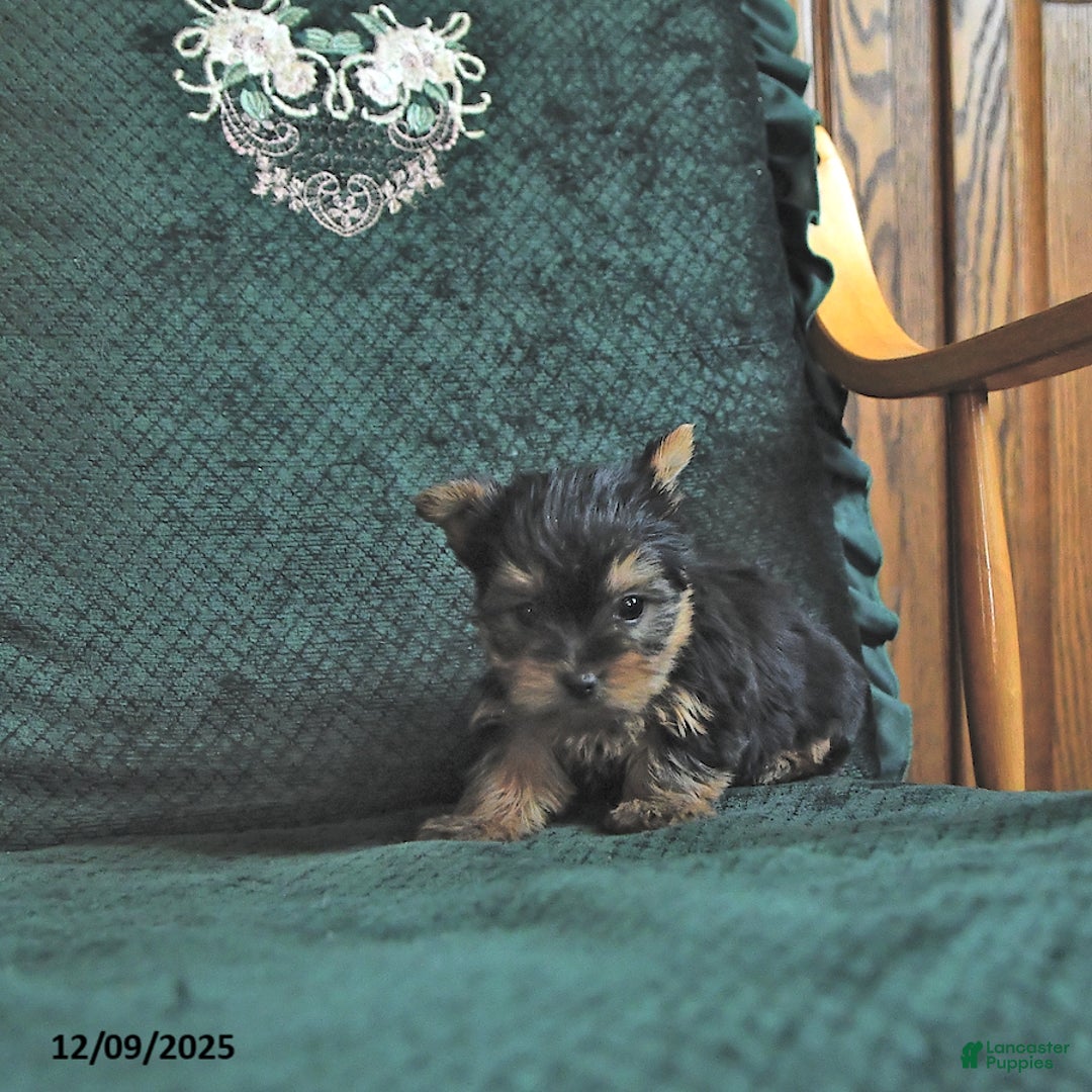 Yorkshire Terrier dogs for sale: Lacy - Ad 3