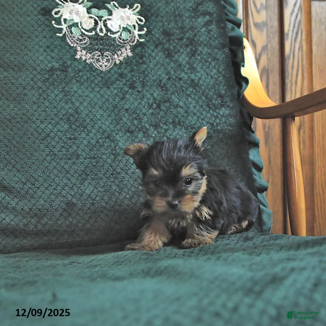 Yorkshire Terrier dogs for sale: Lacy - Ad 3