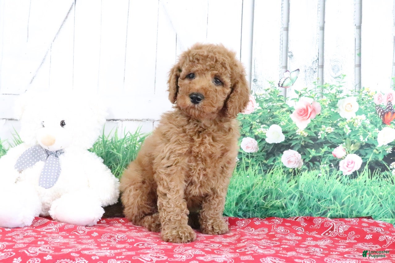Mini Goldendoodle dogs Thunder - Ad 2