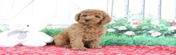 Mini Goldendoodle dogs for sale: Thunder - Ad 2