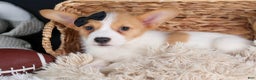 Welsh Corgi Pembroke dogs for sale: Iggy - Ad 11
