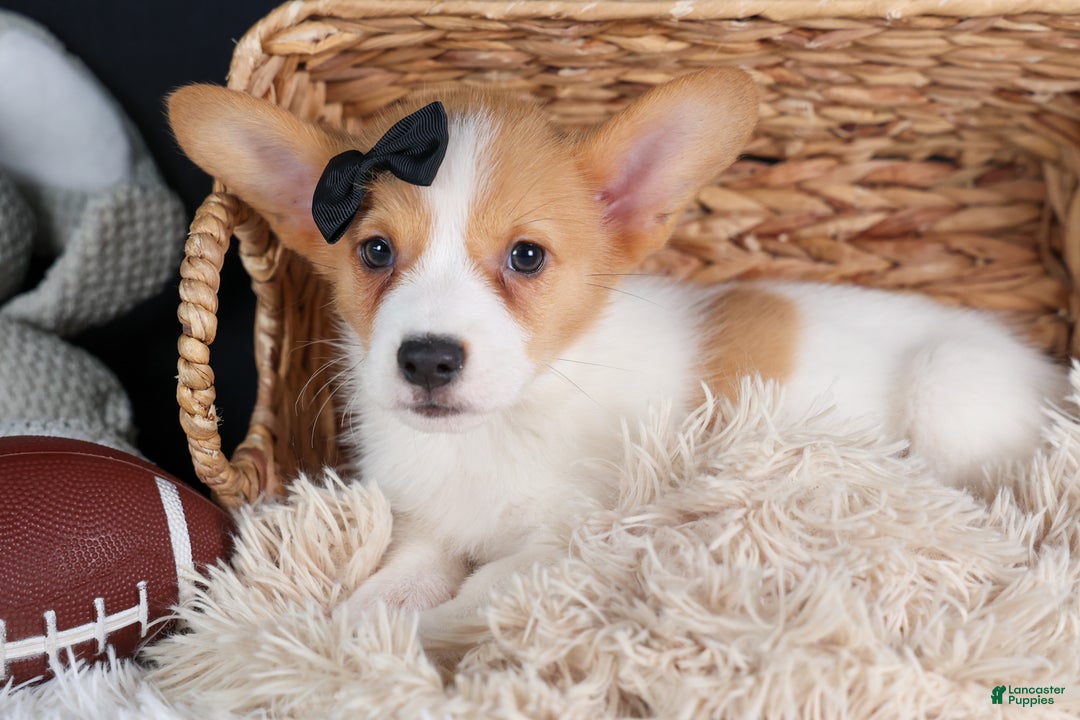 Welsh Corgi Pembroke dogs for sale: Iggy - Ad 11