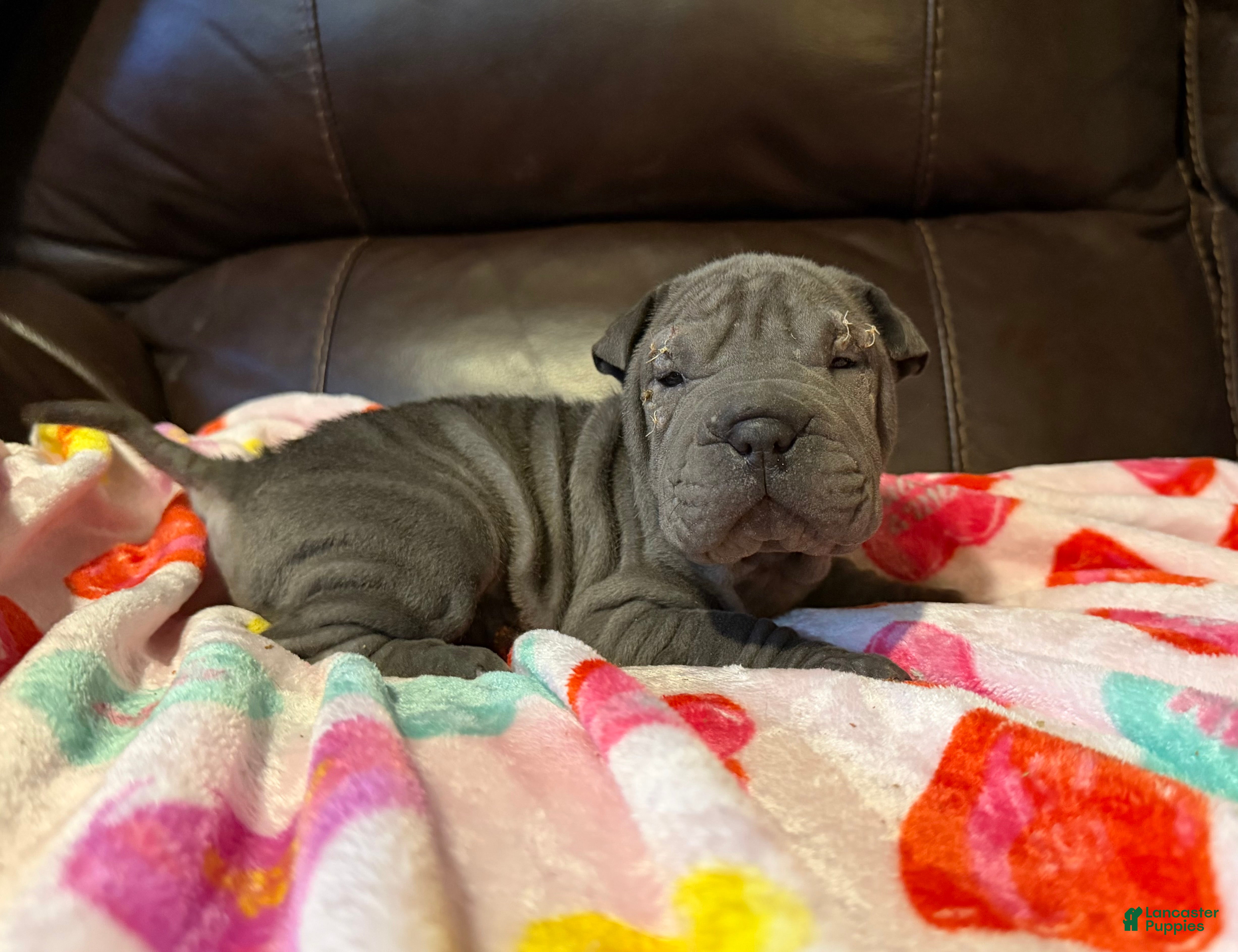 Shar Pei dogs Clementine - Ad 8