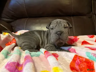 Shar Pei dogs Clementine - Ad 12