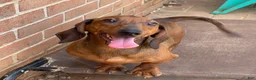 Dachshund dogs for sale: Greta - Ad 2
