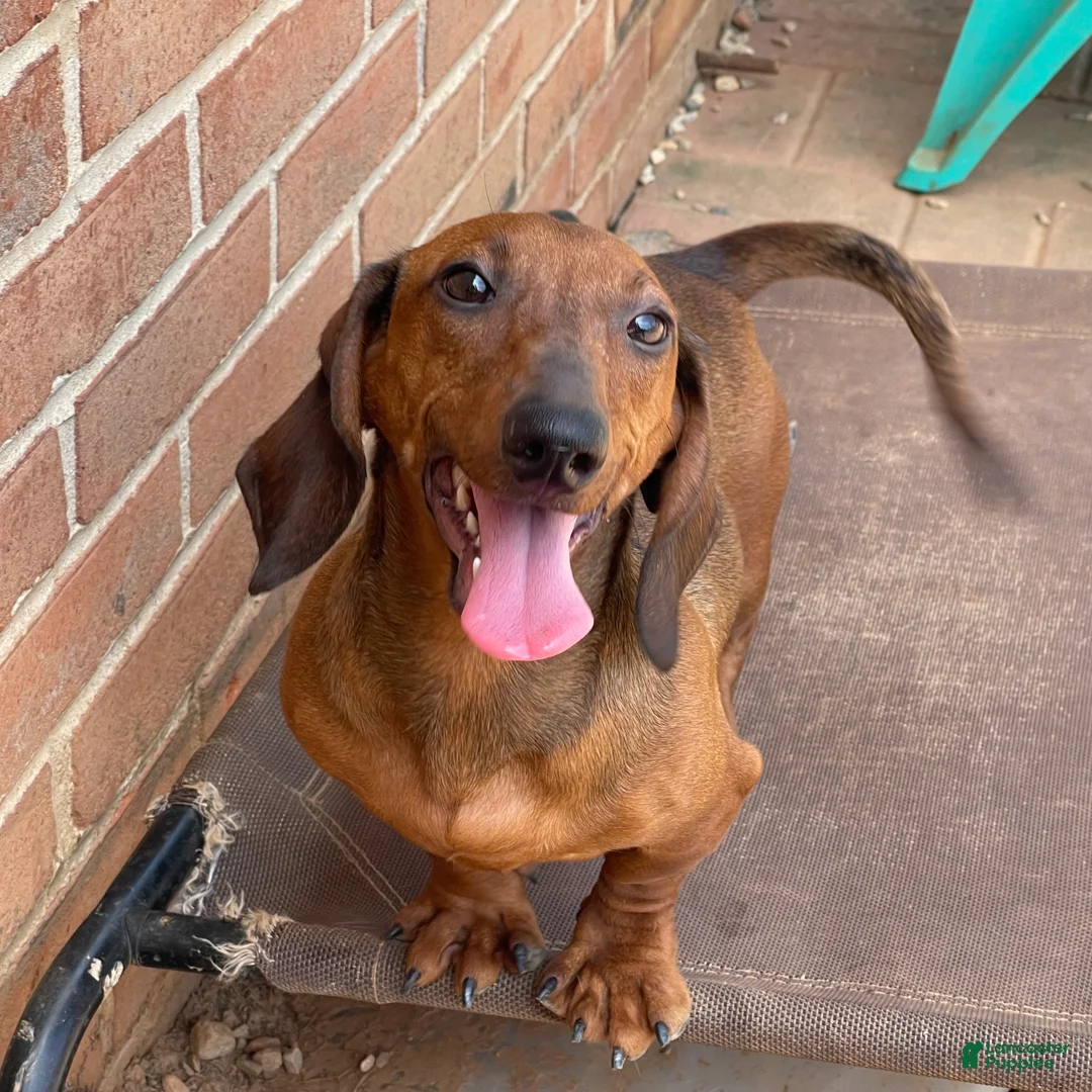 Dachshund dogs for sale: Greta - Ad 2