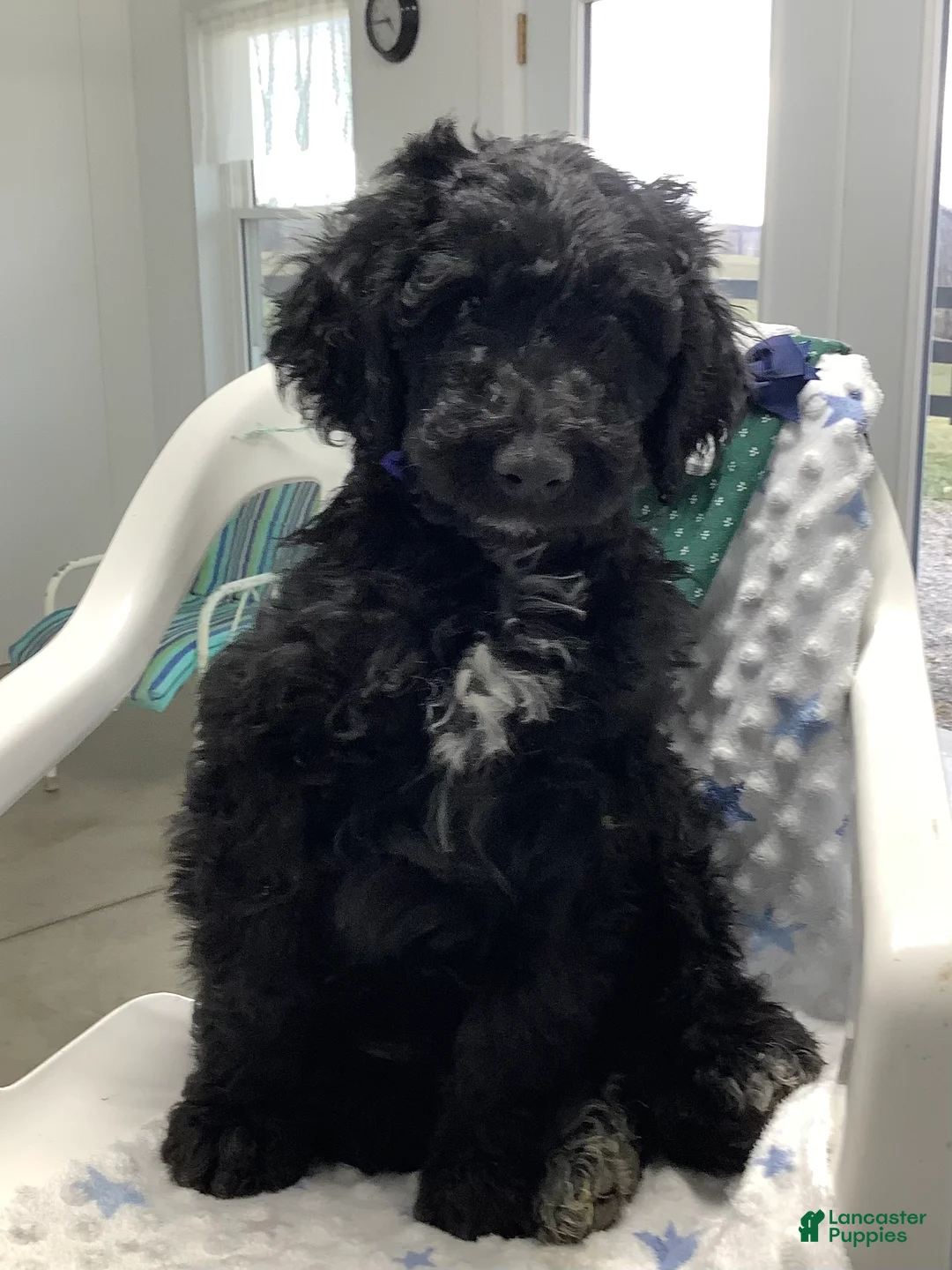 Goldendoodle dogs for sale: Fido Puppy 1 - Ad 1