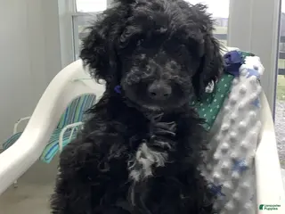 Goldendoodle dogs for sale: Fido Puppy 1 - Ad 1